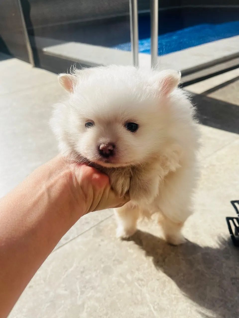 Cachorro Spitz Alemão  - Foto 5