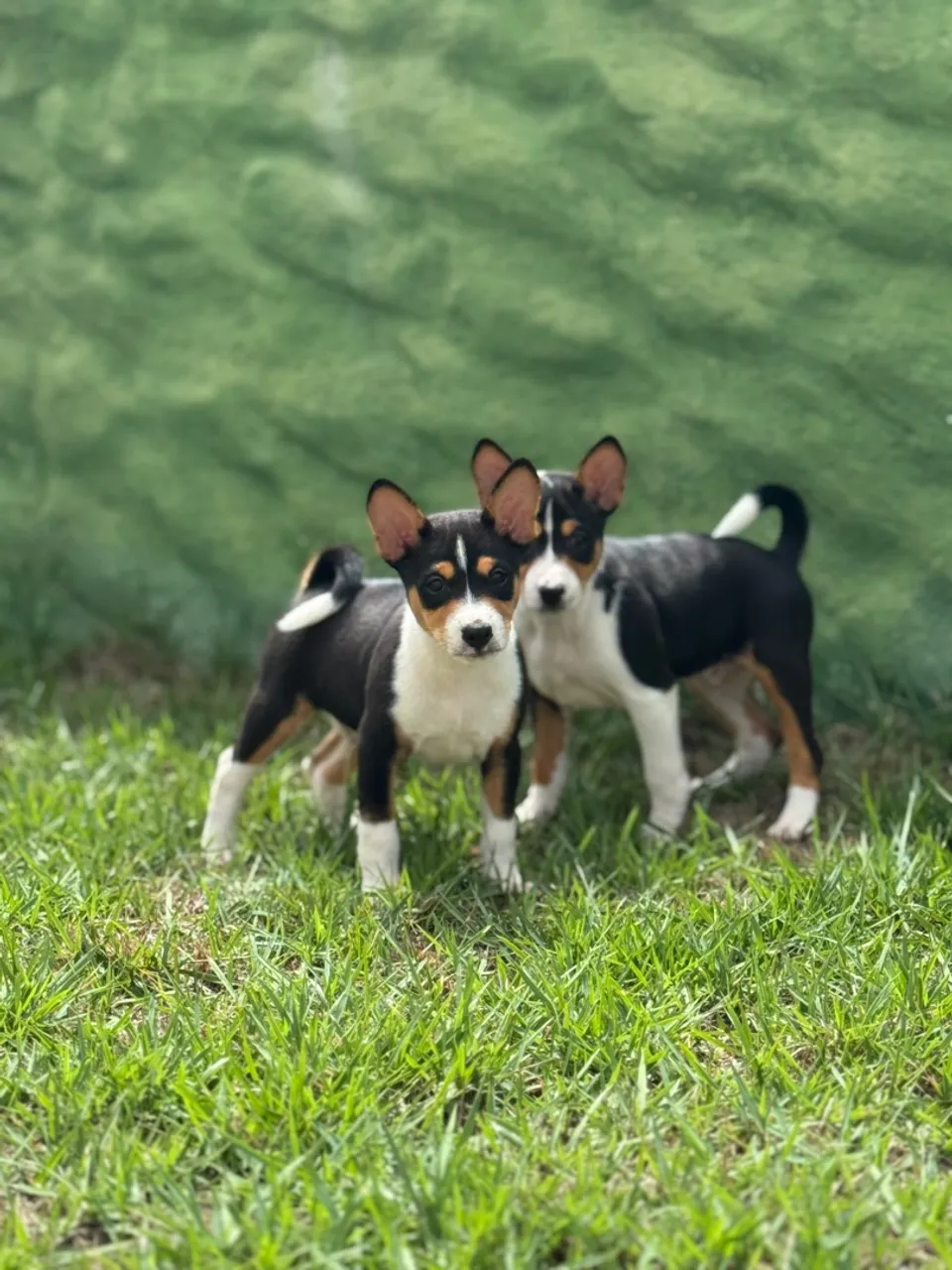 Filhotes BASENJI
