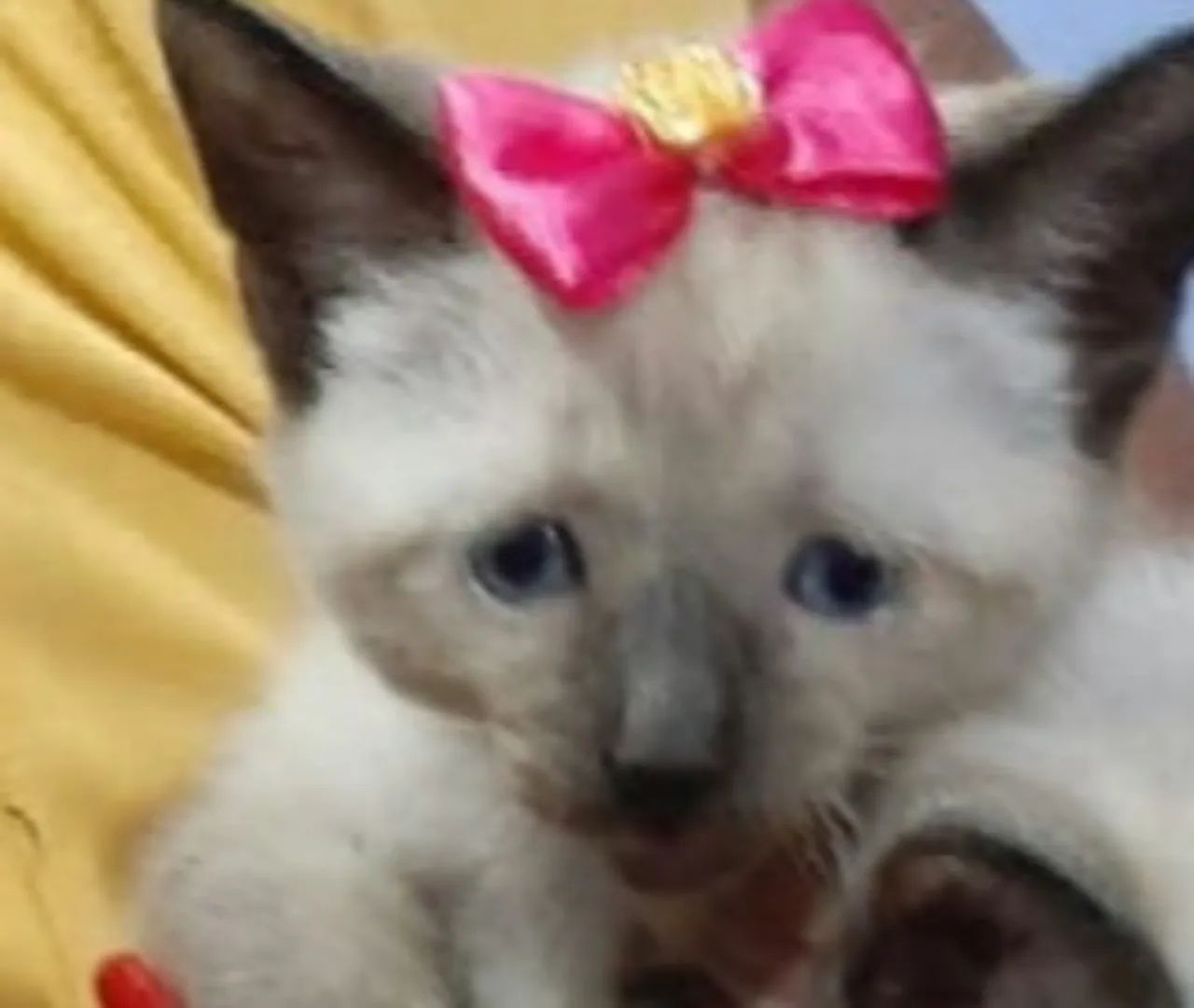 Princesa  de Siamês  Pelagem Seal Point