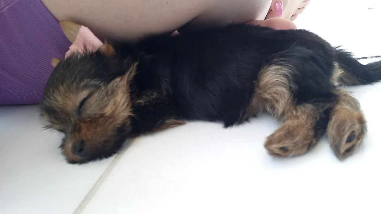 Yorkshire fêmea 2 meses + enxoval - Foto 6