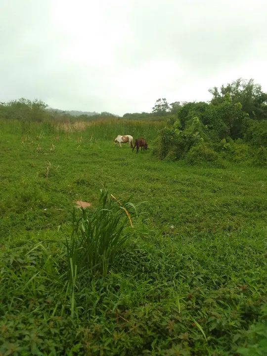 Vendo égua mestiça Criolo Prenha de cavalo paulista puro - Foto 4