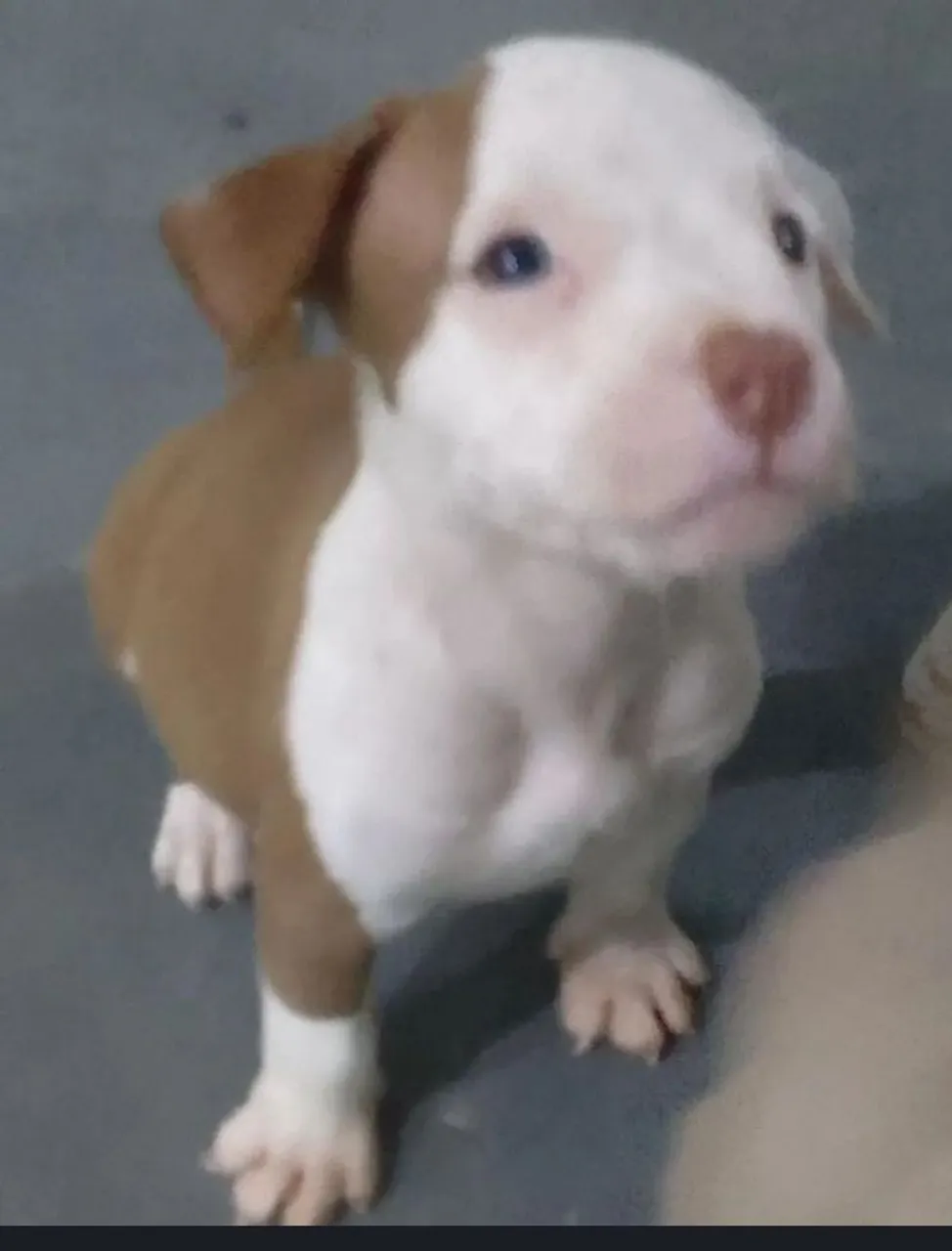 Filhote Pitbull -  Branco e Marrom