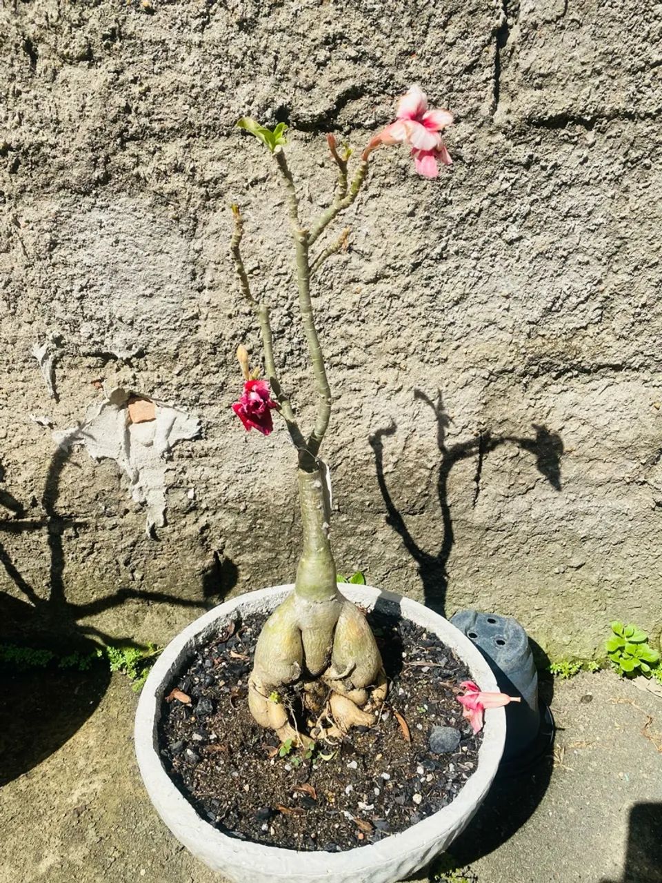 Adenium obesum (Rosa do Deserto) em vaso - Foto 3