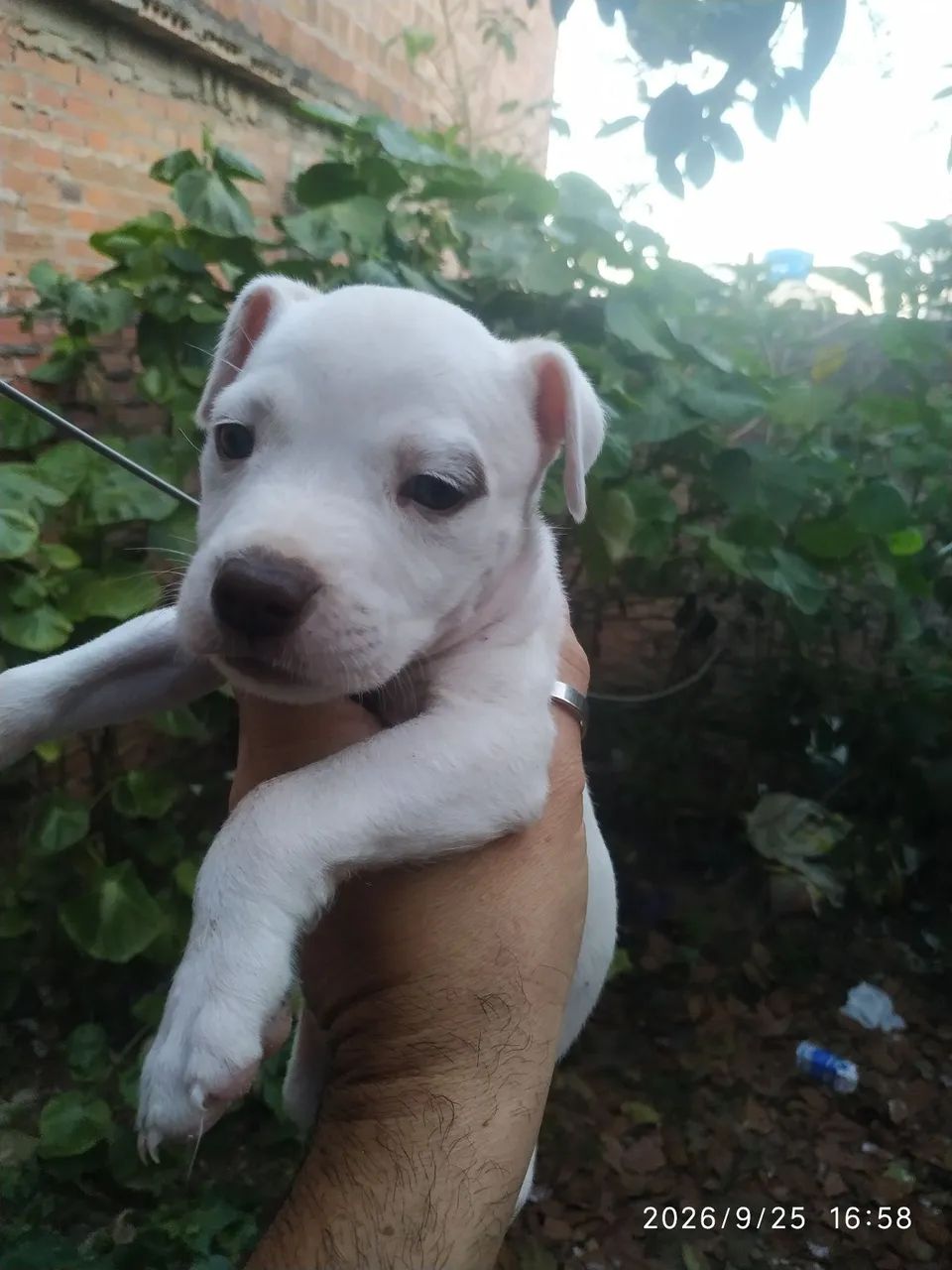 vendo filhote Pitbull 300 - Foto 4
