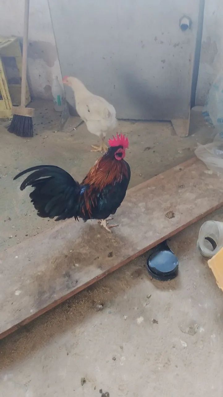 Galinha garnizé 
