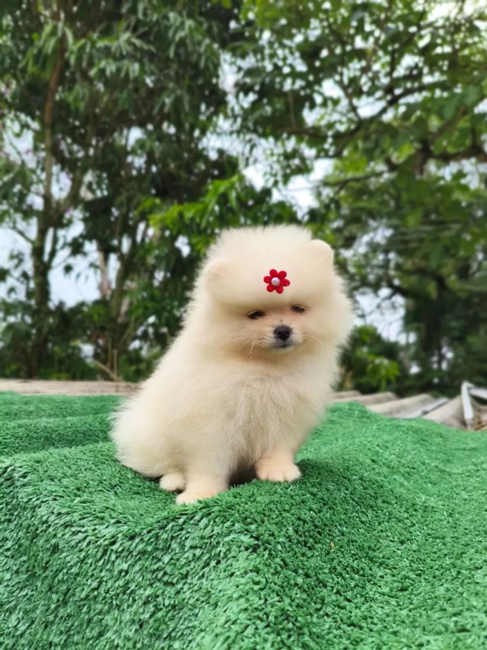 Filhotes de Spitz alemão  - Foto 3