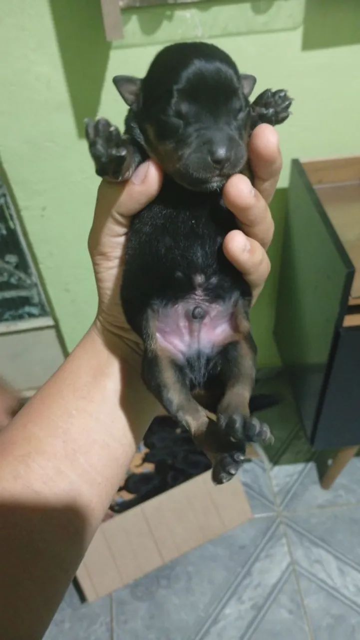 Filhotes de rottweiler  - Foto 2