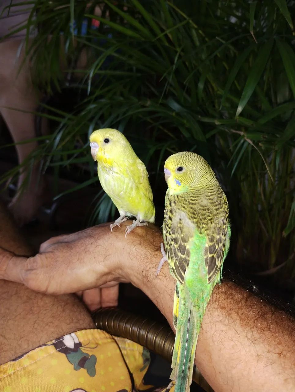 Um lindo presente para quem vc ama - Foto 3