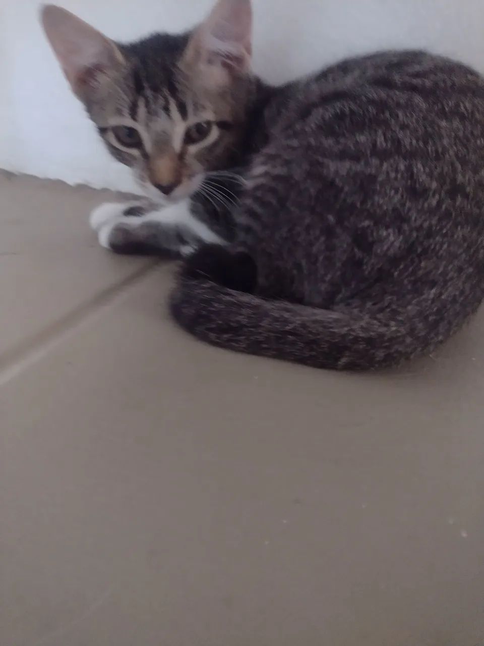 Gatinho fofinho para adoção  - Foto 5