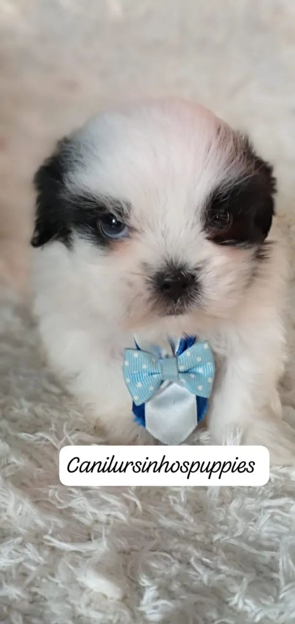 lhasa apso bebes disponíveis e só conferir  - Foto 5