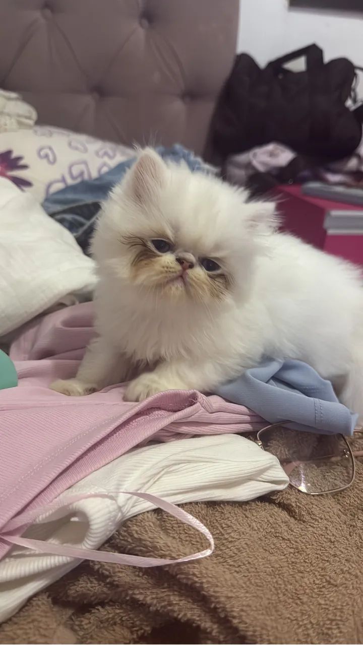 Gatinha persa - Foto 3