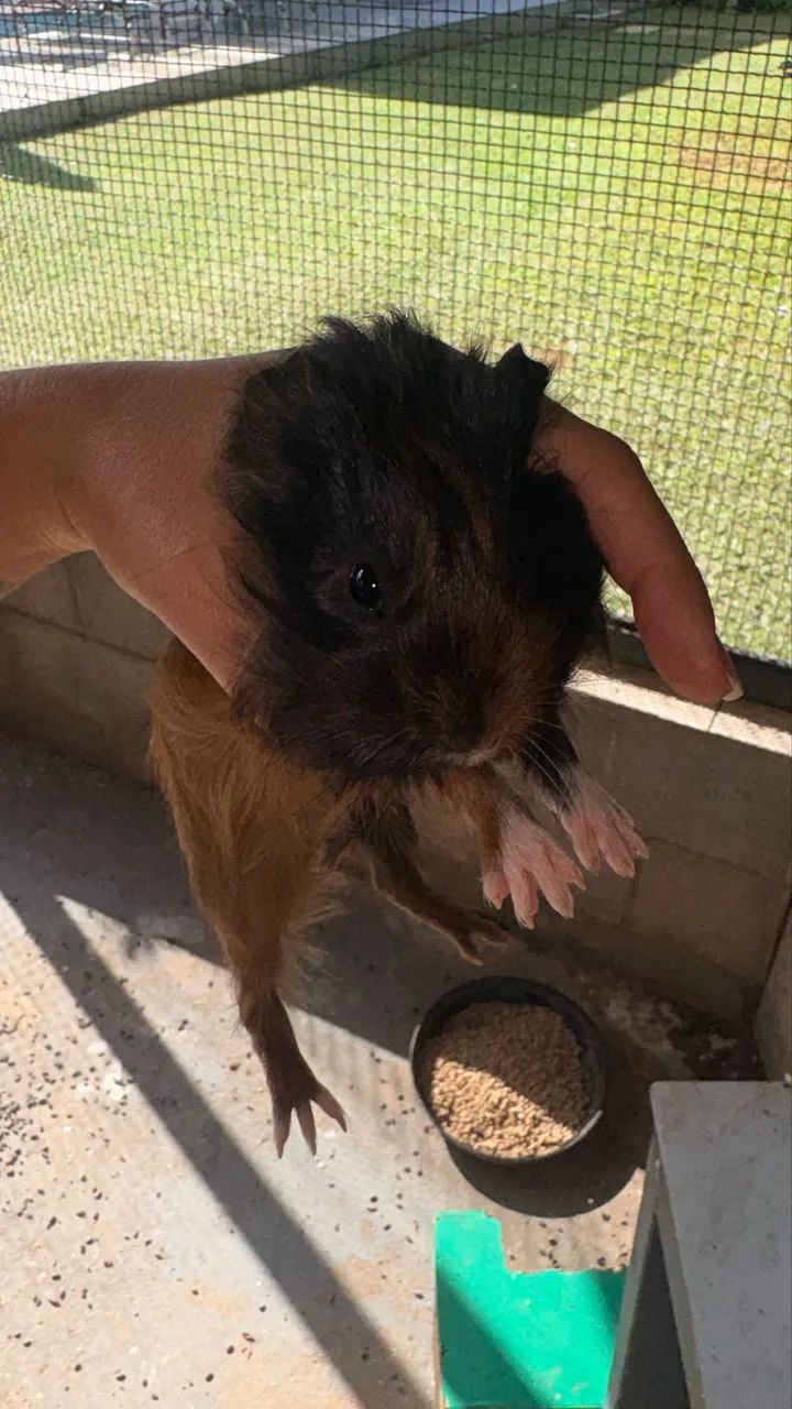 Porquinho da Índia  - Foto 2