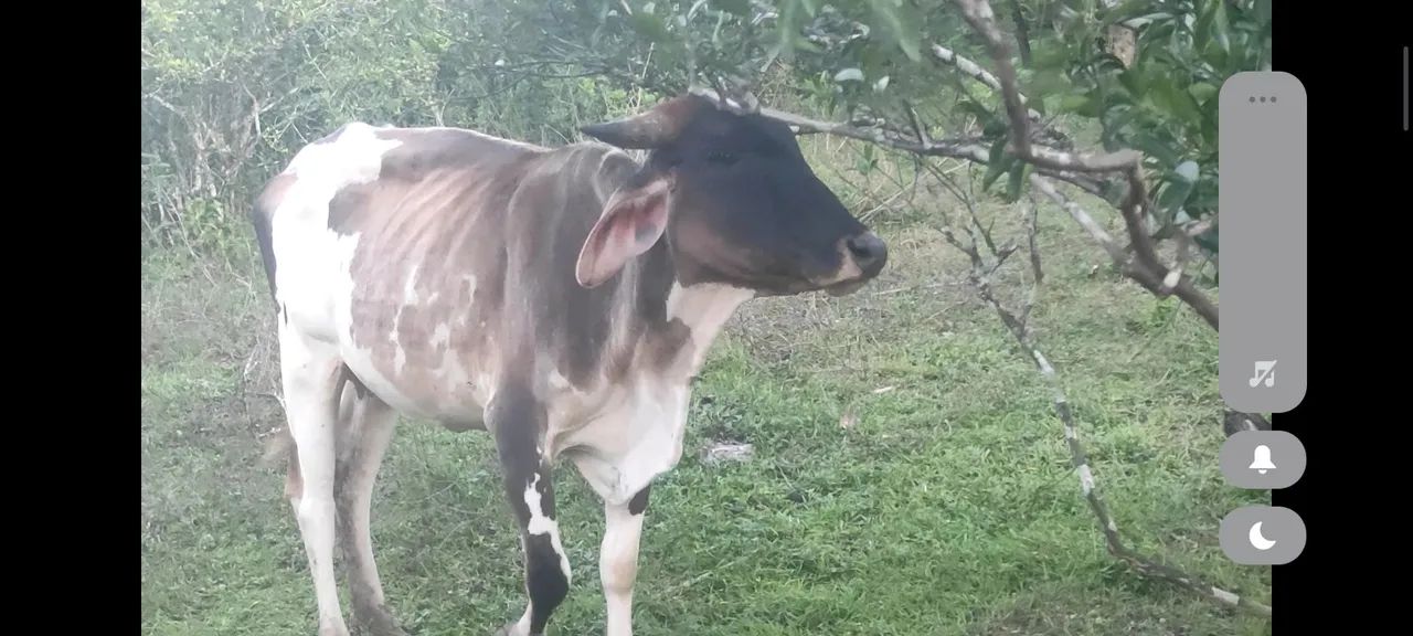 Boi,  vaca e Garrote  - Foto 2