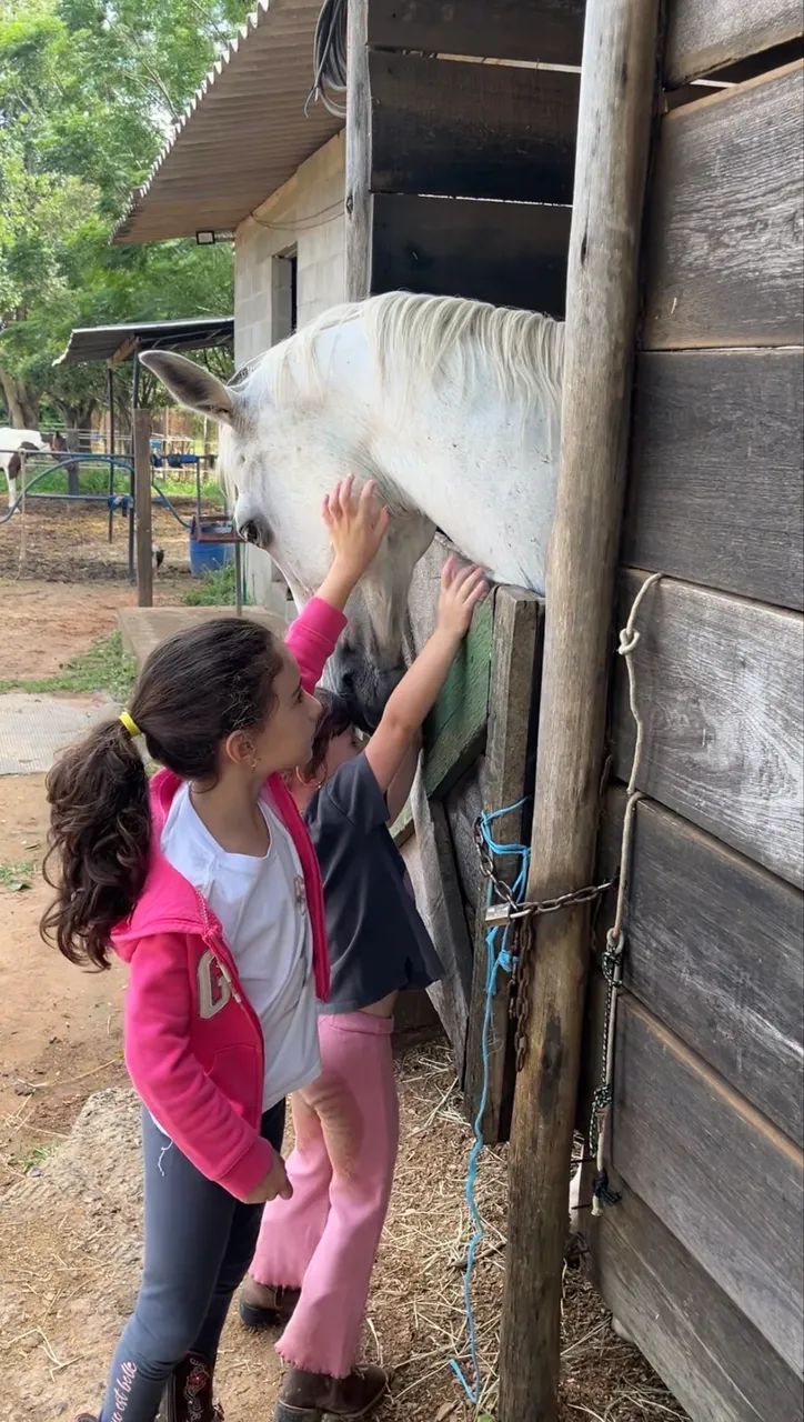 Cavalo Três Tambores   - Foto 4