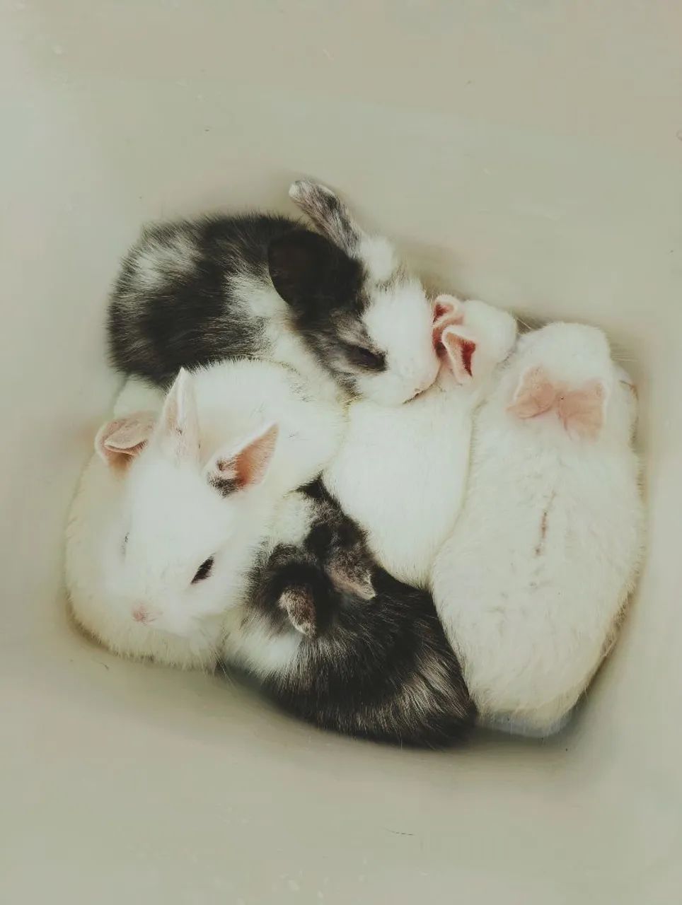 Coelhos mine
