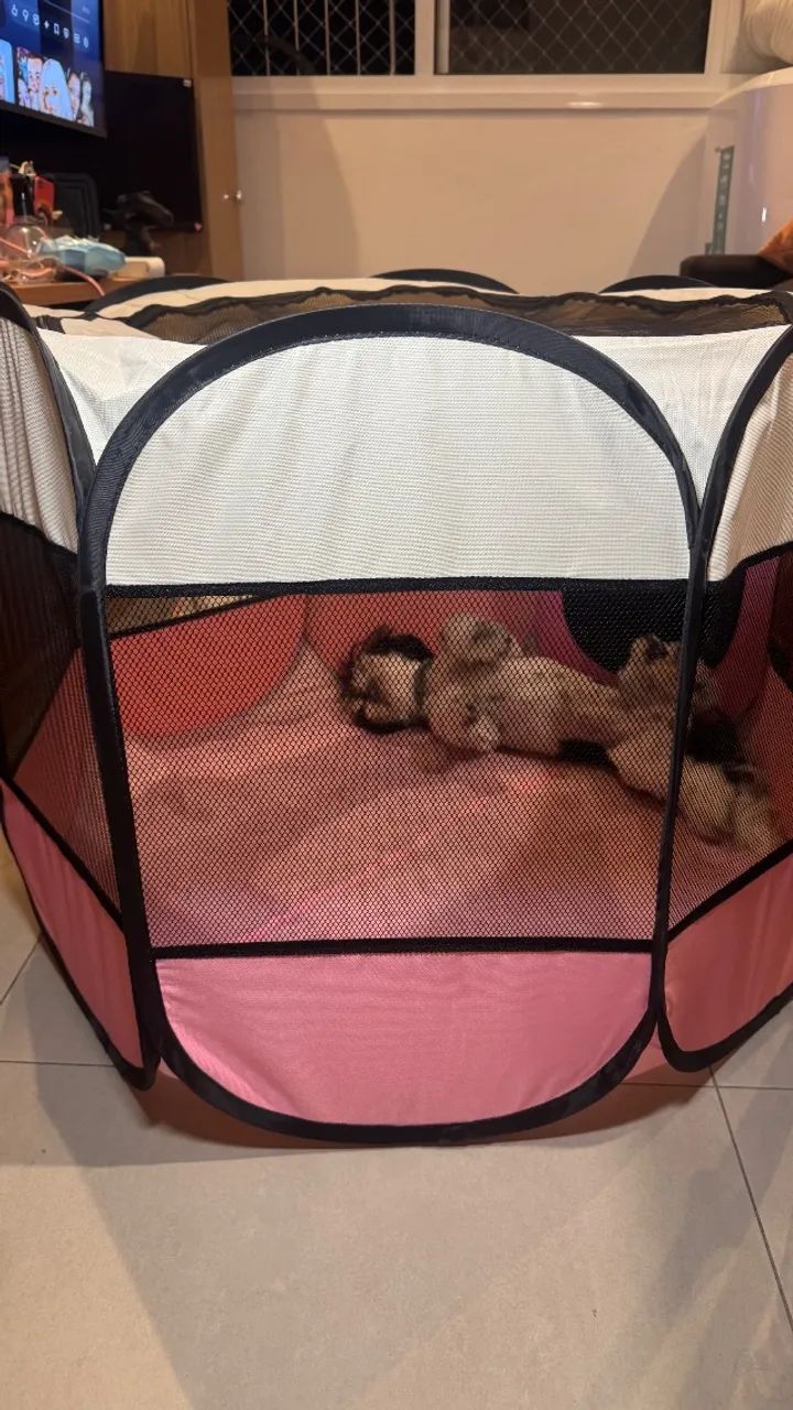 Cercadinho pet
