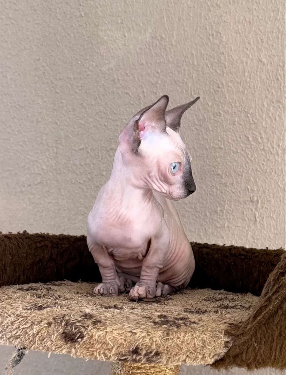 Filhote Sphynx  - Foto 3