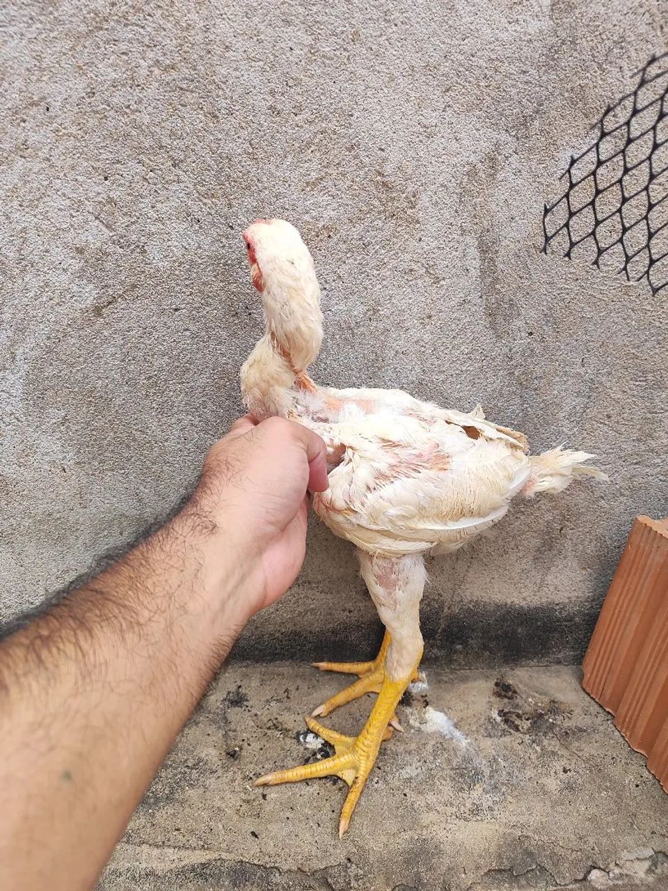Índio gigante macho 2 meses  - Foto 2