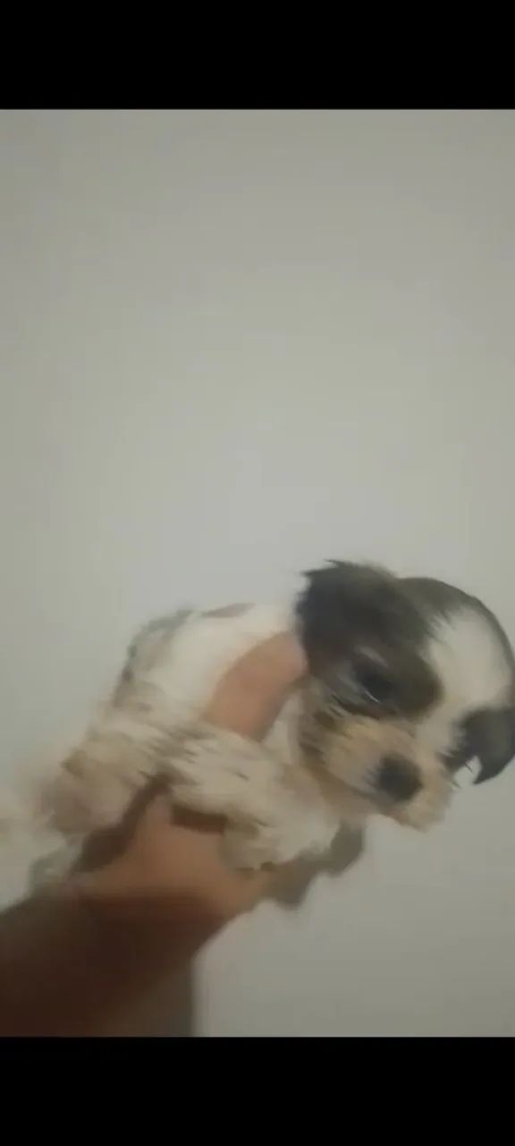 Shitzu macho  - Foto 2