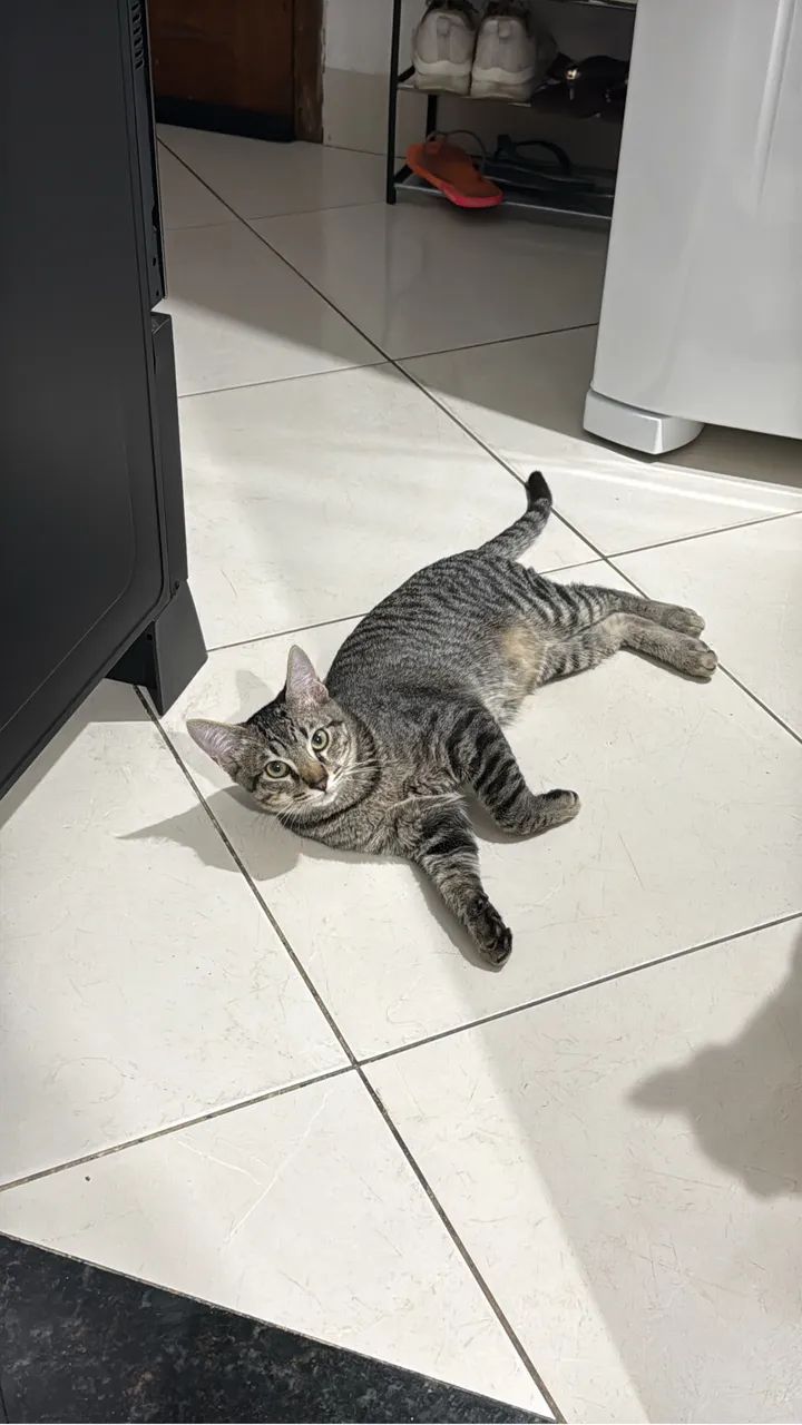 Adoção Responsável  - Foto 2