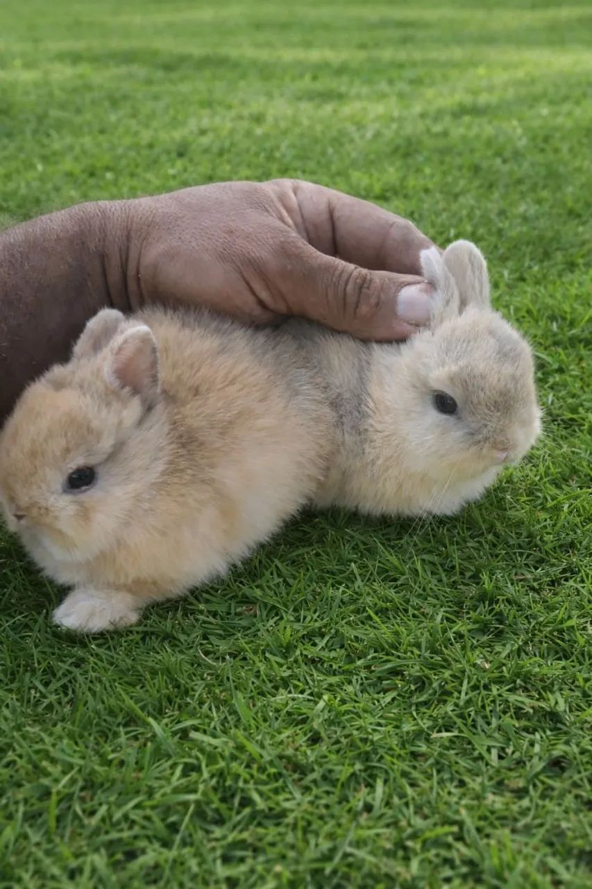 coelho anão netherland dwarf importado - Foto 3