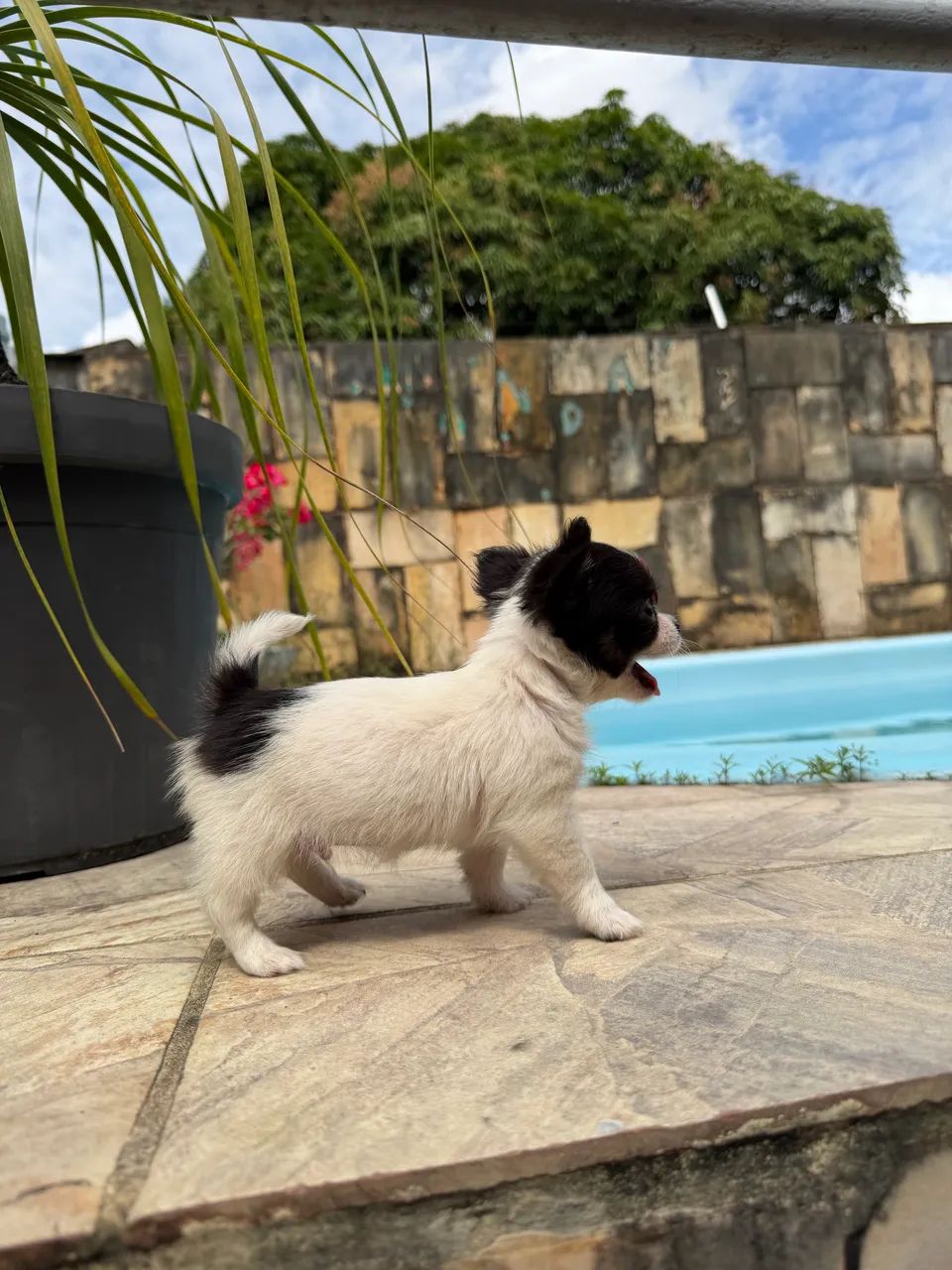 Chihuahuas - Foto 2