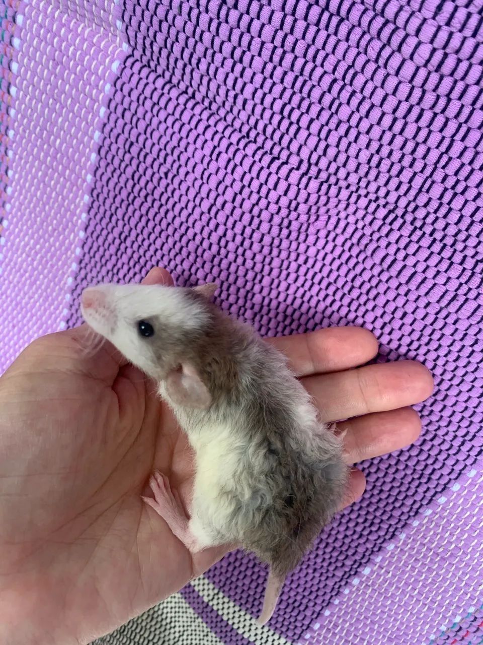 Ratos Twister à venda  - Foto 5