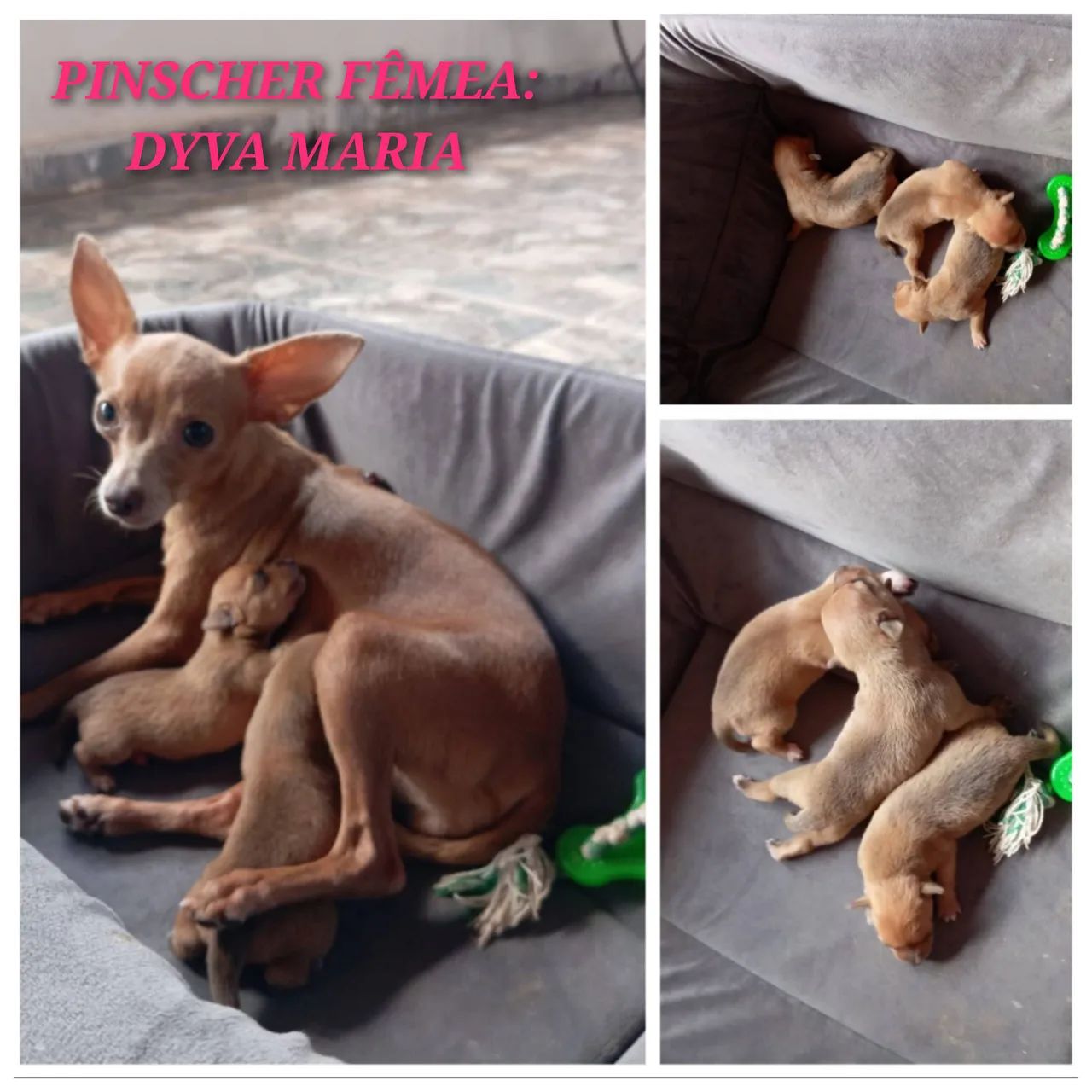 VENDE-SE PINSCHER N°1 - Foto 3