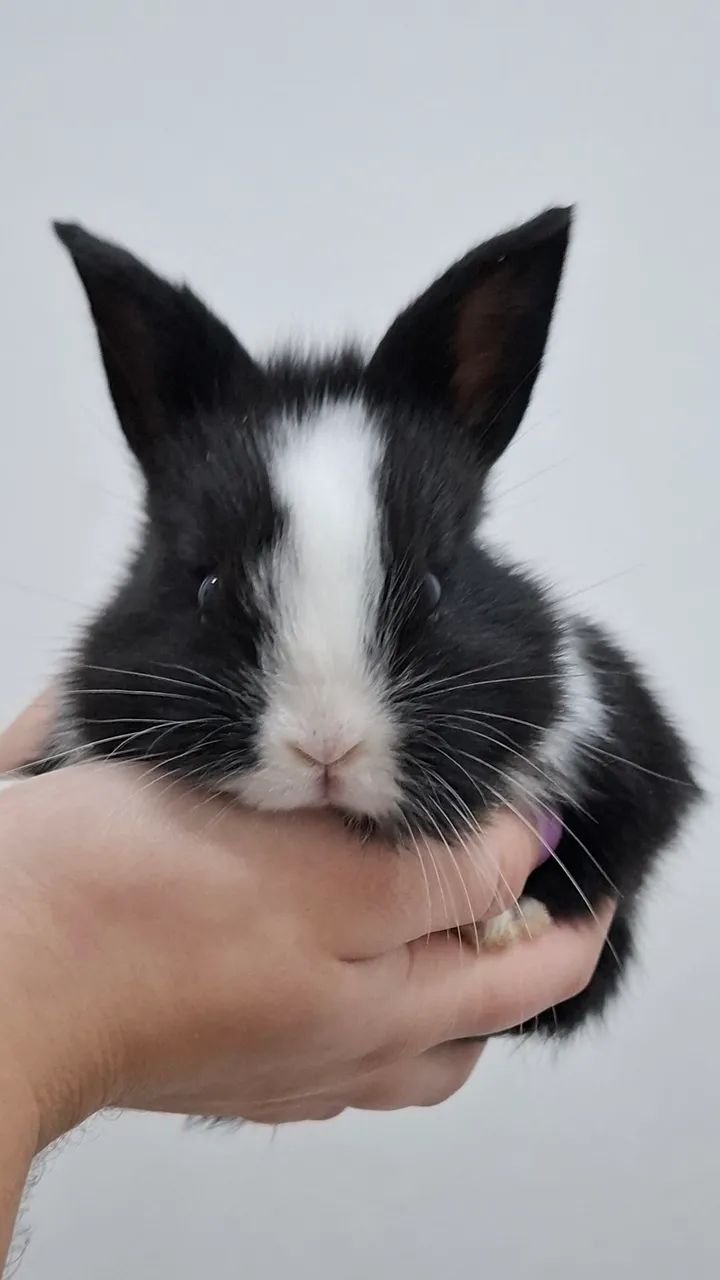 COELHOS - Foto 3