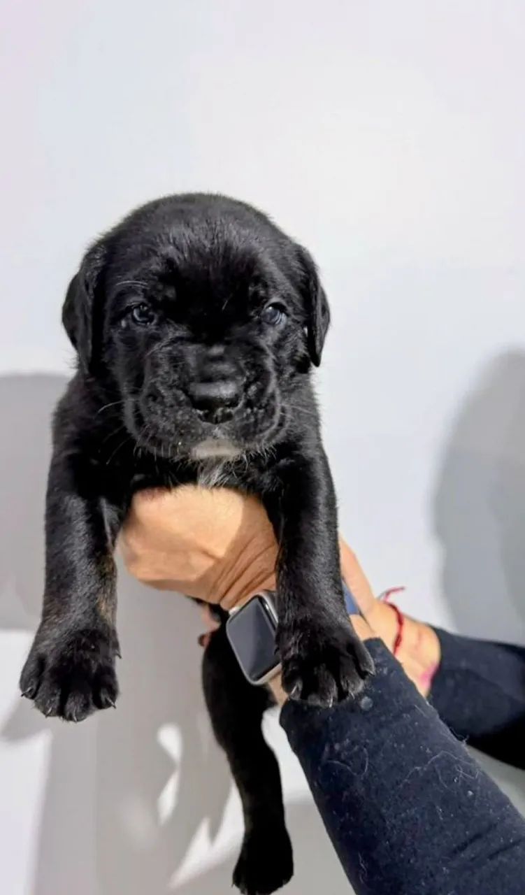 Cane corso Italiano  - Foto 3