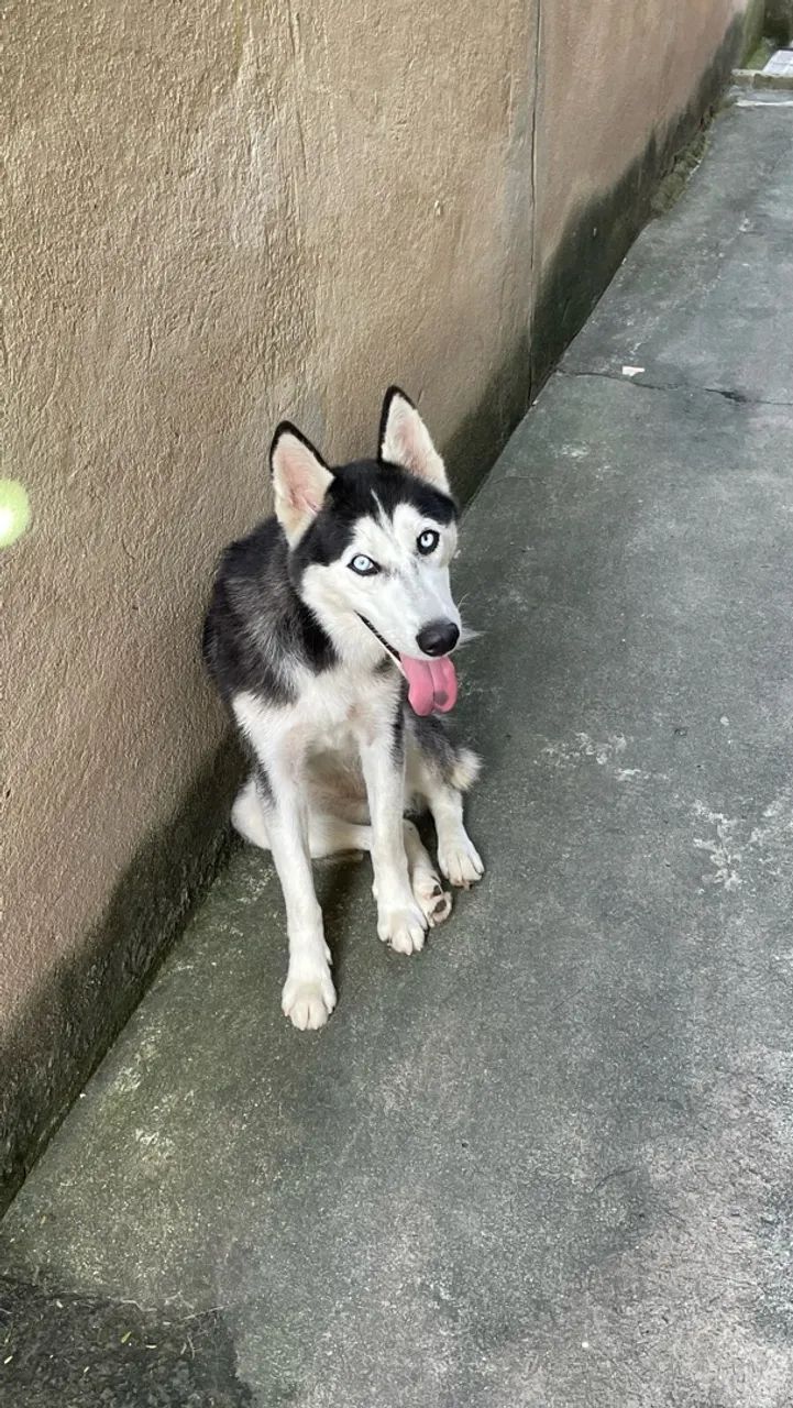 Doação de Husky 