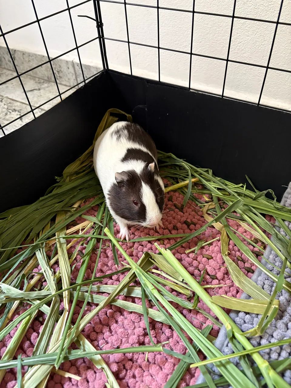 Porquinho da índia macho doação 