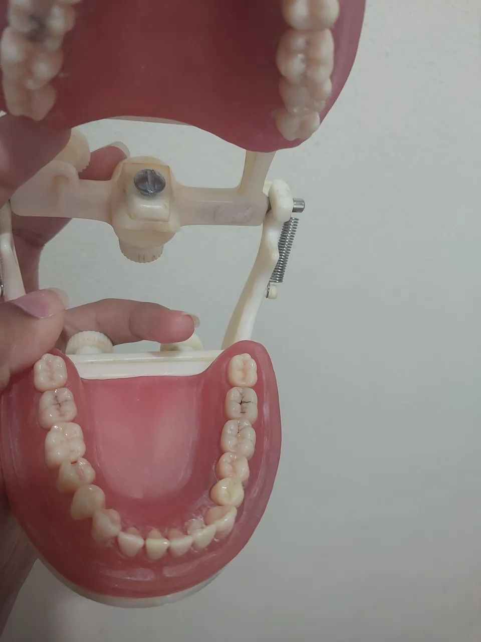 Manequim Dentística PRONEW  - Foto 3