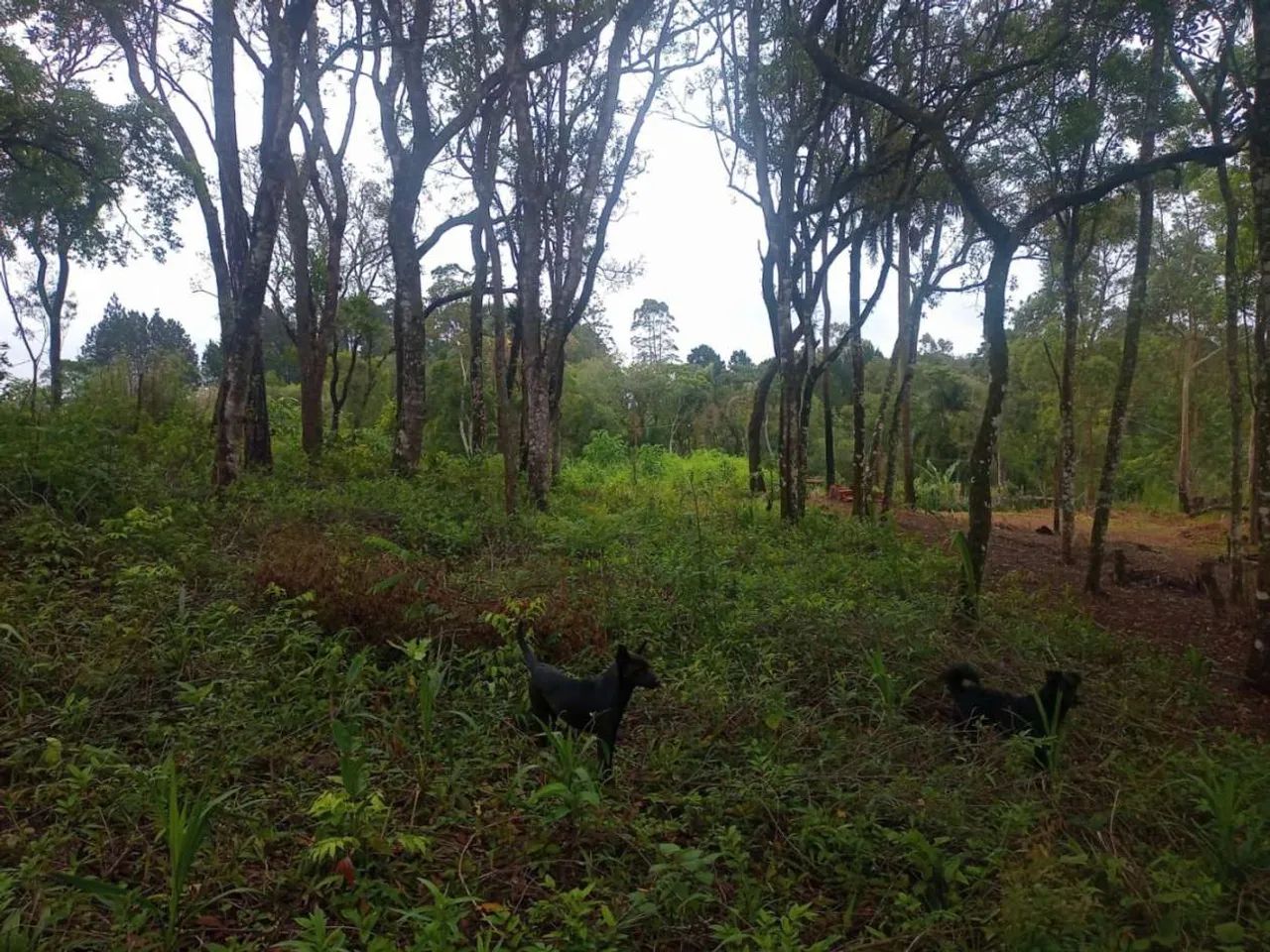 Terreno para Venda em Ibiúna, Sorocamirim - Foto 5