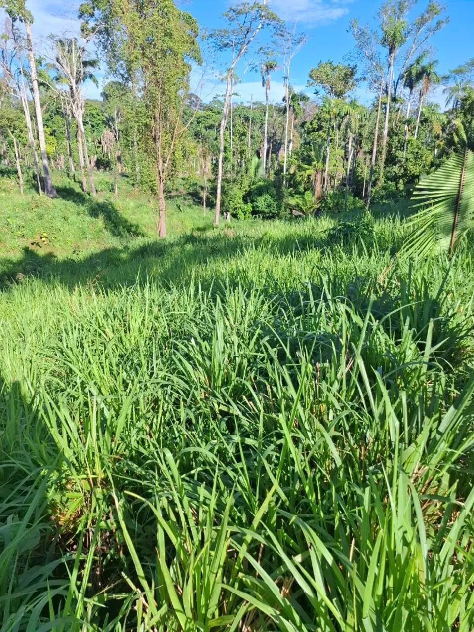 Vende-se essa terra  - Foto 2