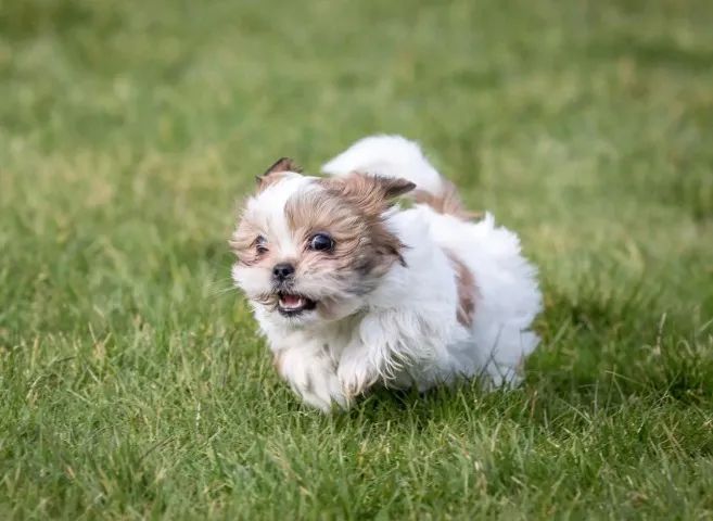 Shih tzu doce e companheiro 