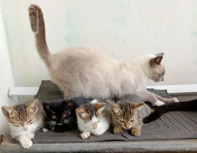 Filhotes de Gatos p/ Adoção - Foto 2
