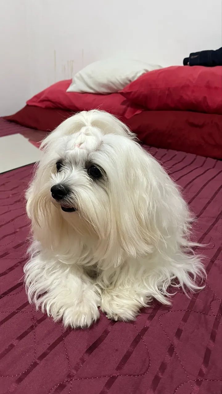 Maltês para reserva  - Foto 3