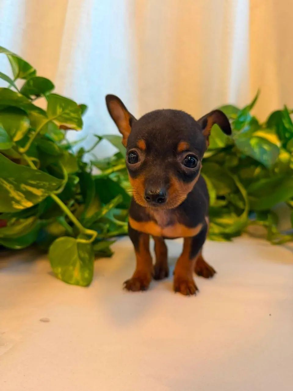 Pinscher
