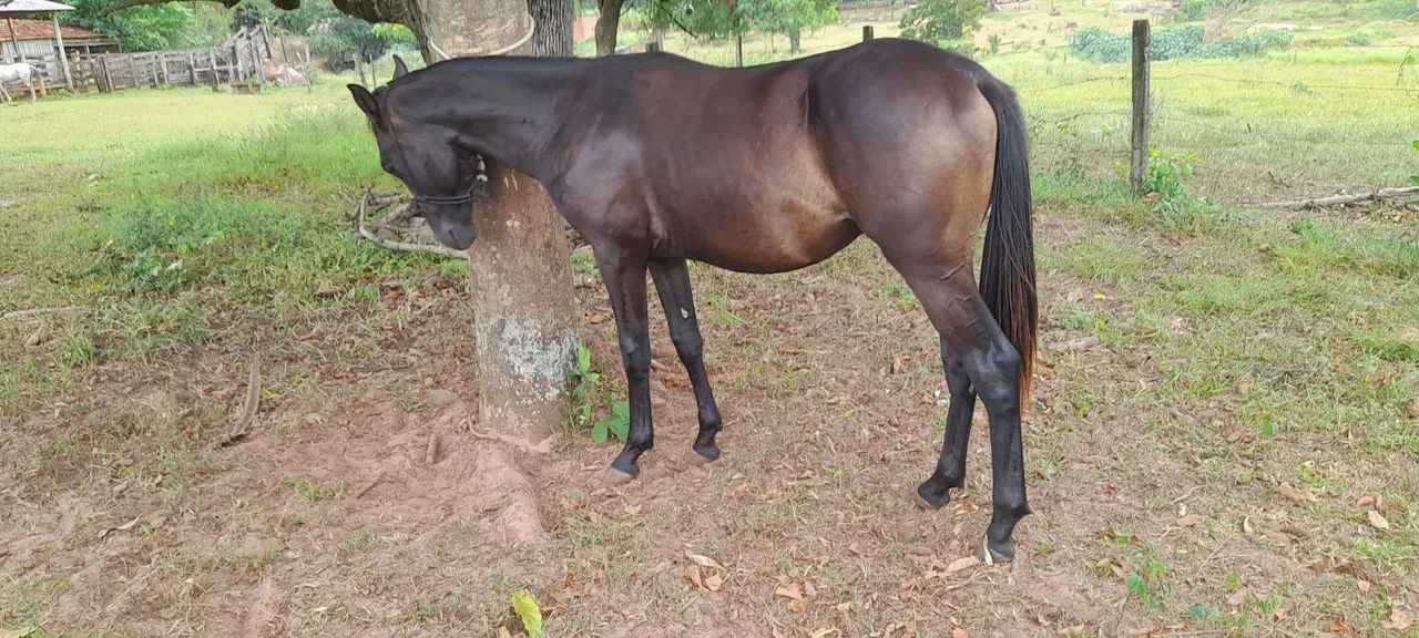 Cavalo potro - Foto 3