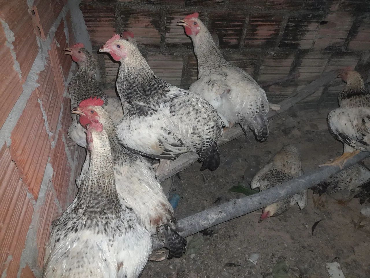 Frango e frangas