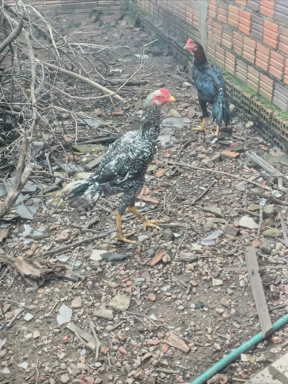 franguinhos indiano  - Foto 3