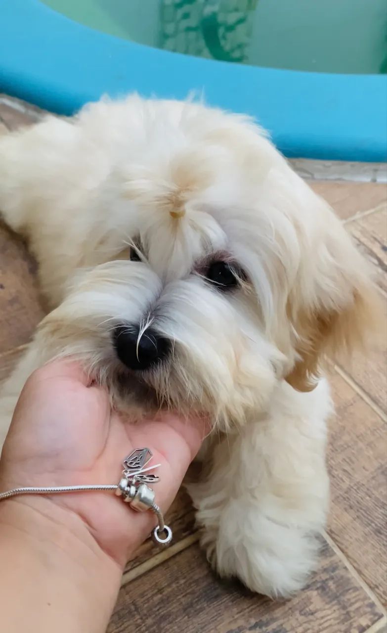 Lhasa apso - MACHO  - Foto 2
