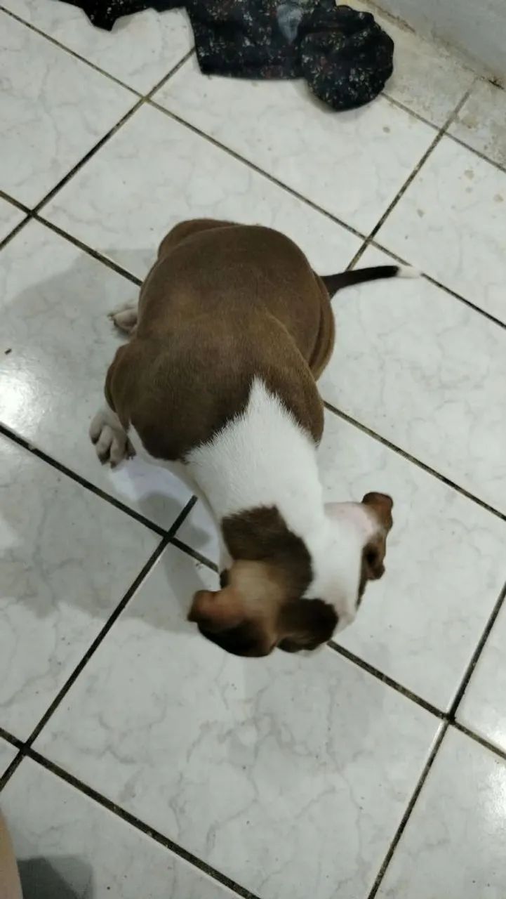 PIT BULL - Foto 3