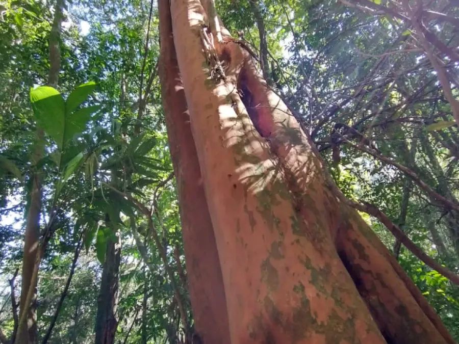 Sítio com 10 Hectares de Natureza e Tranquilidade - Foto 5