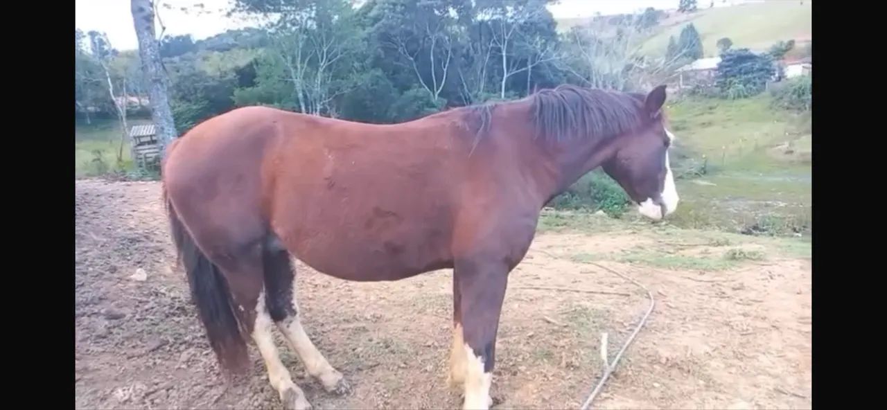 Cavalo crioulo