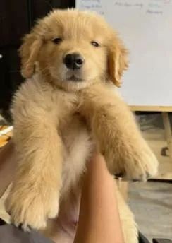 Golden Seu novo doguinho pode ser escolhido hoje