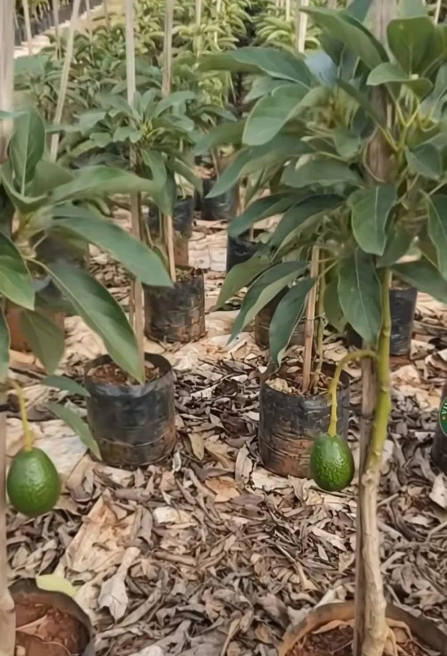 Mudas frutíferas  - Foto 4