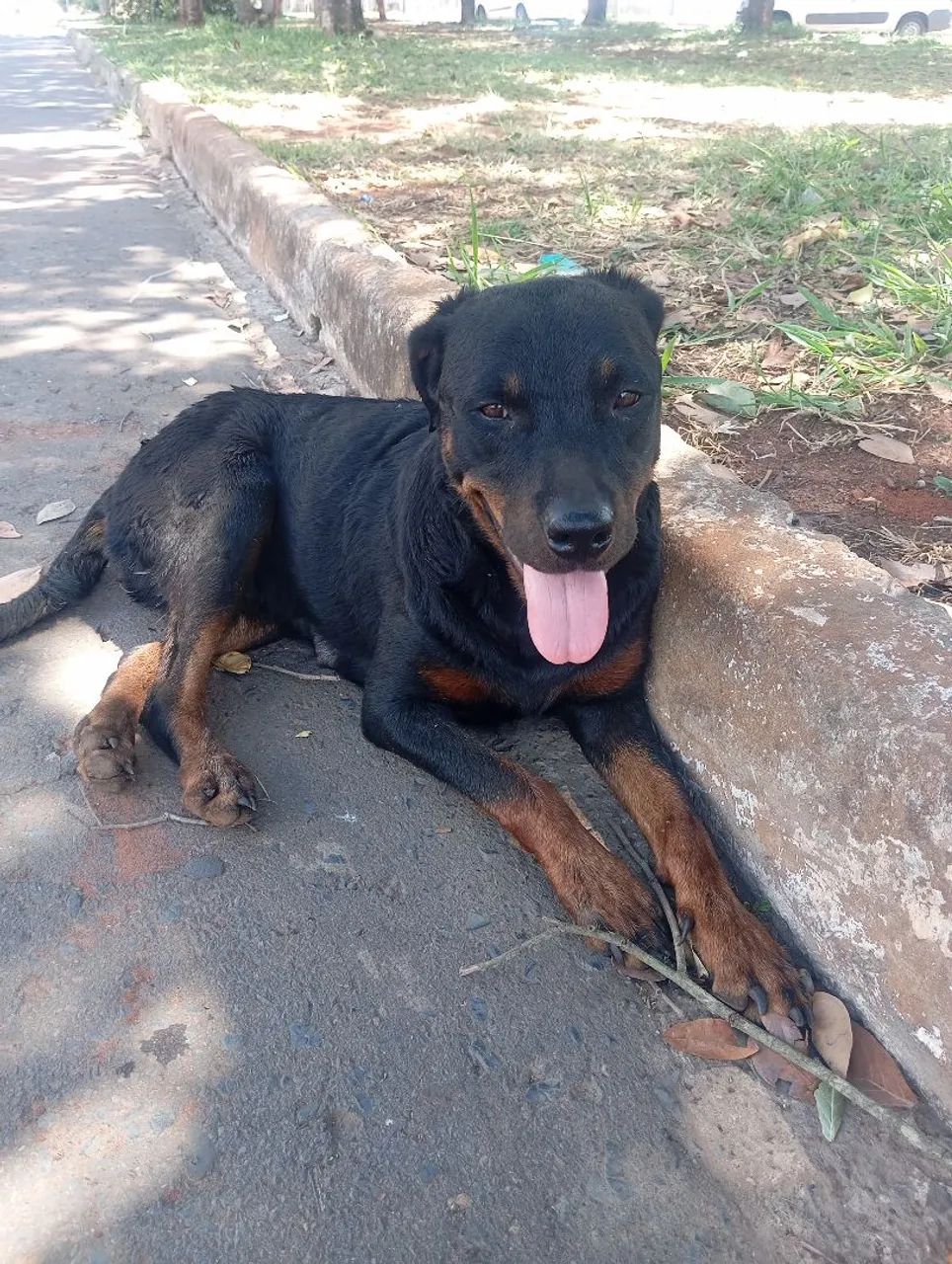 Cachorro rowvallen com slepsia 