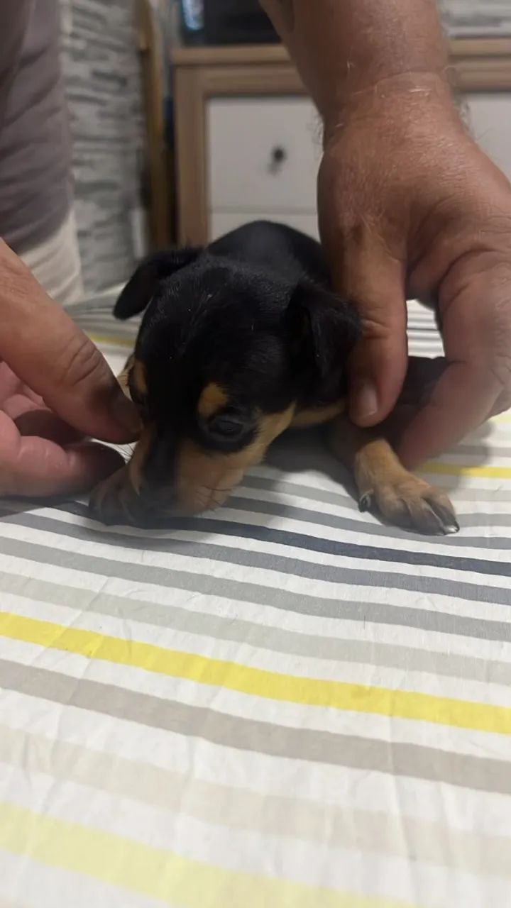 Cachorros - Foto 4